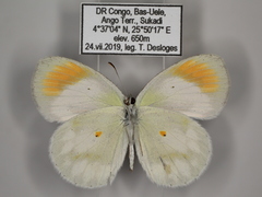 Colotis euippe euippe