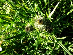 Cirsium vulgare