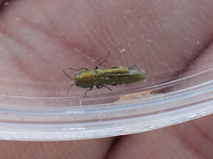 Agrilus lacustris