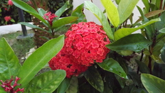 Angiospermae