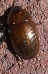Cymbiodyta bifidus