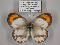 Colotis euippe euippe