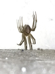 Steatoda grossa