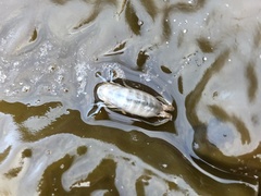 Megalorchestia corniculata