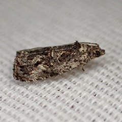 Endothenia microptera