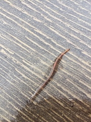 Lumbricus terrestris