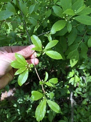 Ilex laevigata