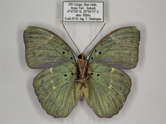 Euphaedra medon