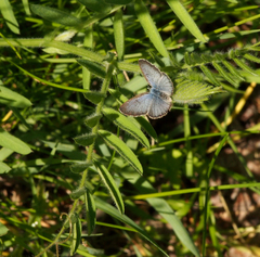 Vicia villosa villosa