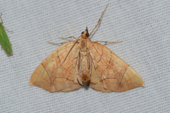 Eulithis gracilineata