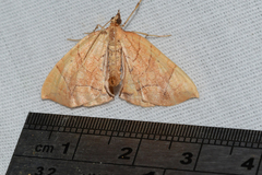 Eulithis gracilineata