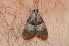 Pococera robustella