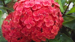 Angiospermae