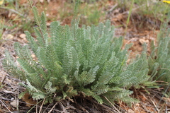 Tanacetum achilleifolium
