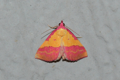 Phytometra rhodarialis