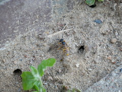 Philanthus triangulum