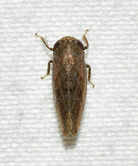 Paraphlepsius continuus