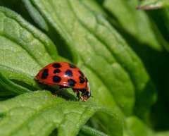 Harmonia axyridis