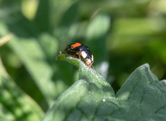Harmonia axyridis