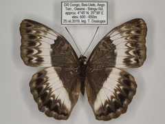 Cymothoe jodutta mostinckxi