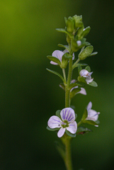 Veronica serpyllifolia