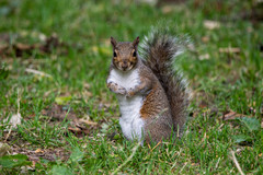 Sciurus carolinensis