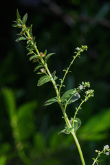 Veronica serpyllifolia