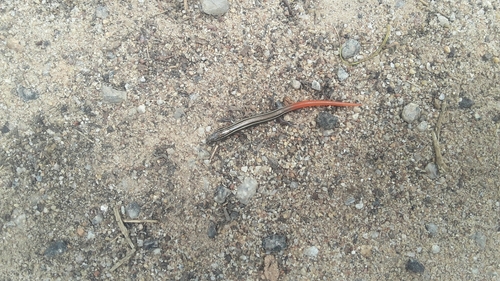 Lygosoma punctata