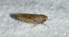 Paraphlepsius continuus