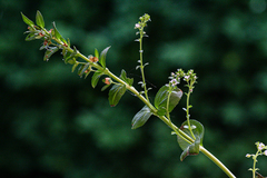 Veronica serpyllifolia