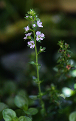 Veronica serpyllifolia