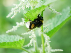 Bombus