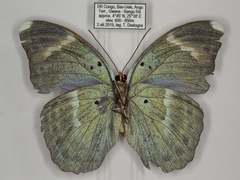 Euphaedra medon
