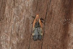 Dichomeris costarufoella