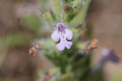 Hedeoma reverchonii