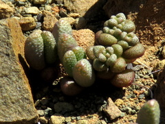 Crassula corallina