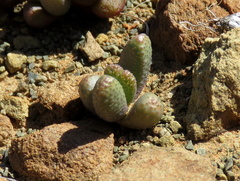 Rhinephyllum