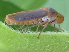 Oncometopia hamiltoni