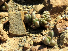 Rhinephyllum