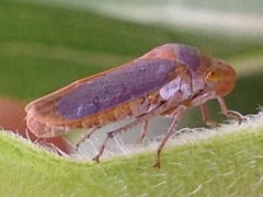 Oncometopia hamiltoni