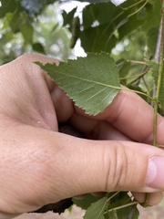 Betula