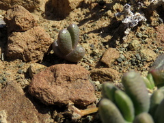 Rhinephyllum