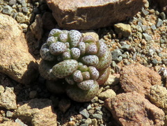 Crassula corallina