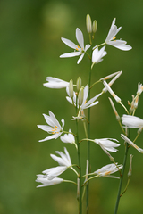Anthericum liliago