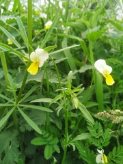 Viola arvensis