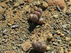 Rhinephyllum