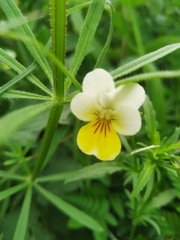 Viola arvensis