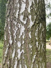 Betula
