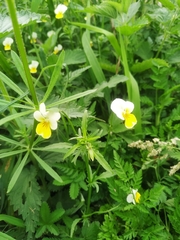 Viola arvensis