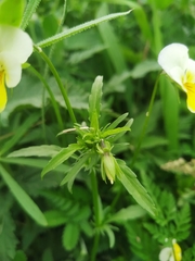 Viola arvensis